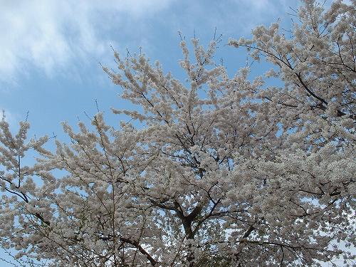新潟県南魚沼市では桜が満開です