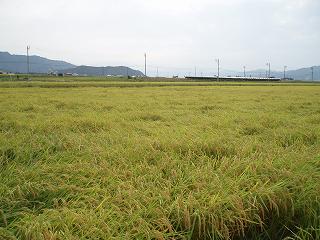 稲刈りを待つ魚沼産コシヒカリの田んぼ