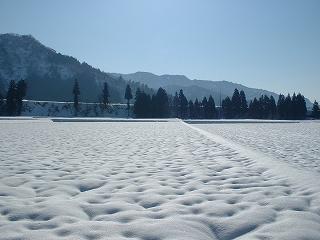 雪が解けて、田んぼの雪面にたくさんのえくぼができてきました